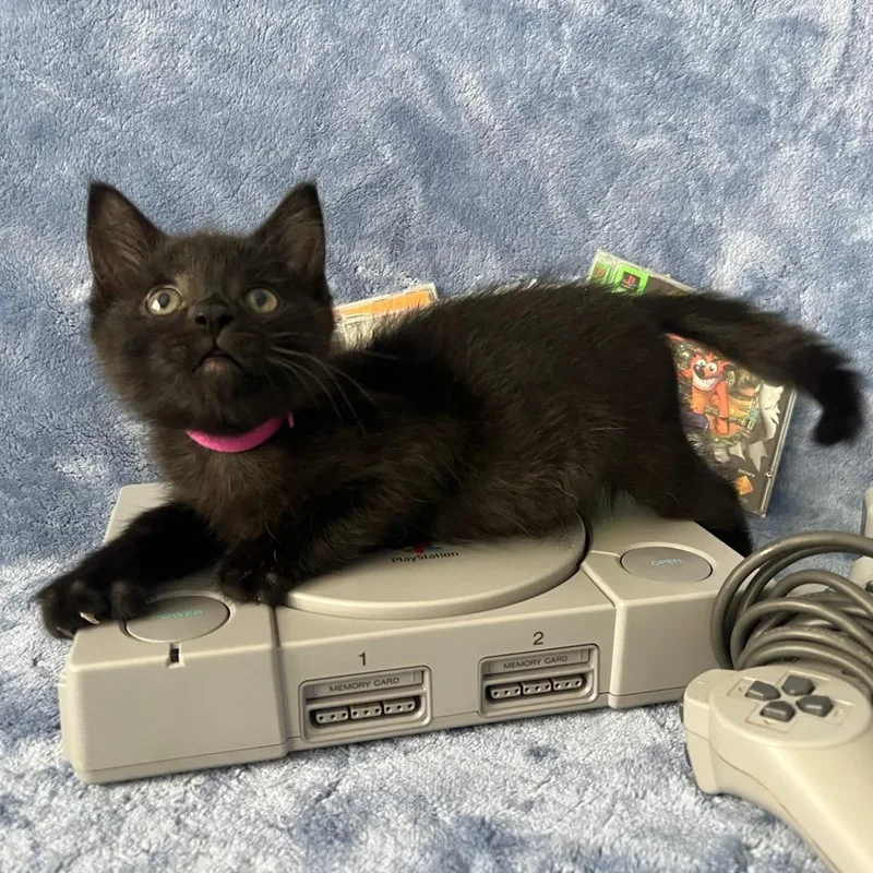A baby small-sized male Black Domestic Medium Hair cat named Game Boy for adoption in Evanston, IL