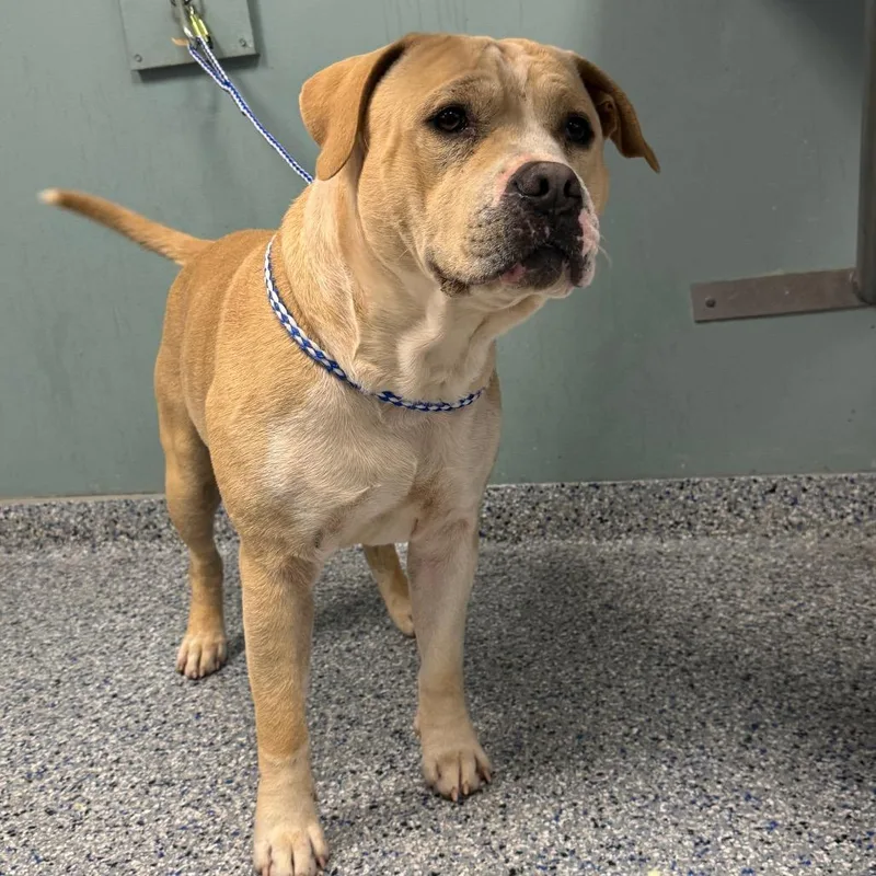 An adult medium-sized male Yellow / Tan / Blond / Fawn American Staffordshire Terrier dog named Gunner for adoption in Greenville, SC