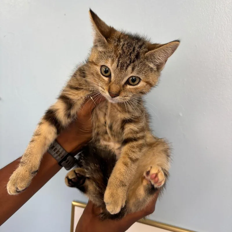 A baby small-sized female Torbie Domestic Medium Hair cat named Echo for adoption in Wahiawa, HI