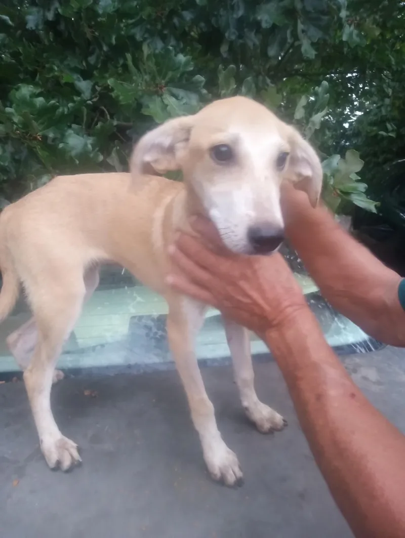 Khaleesi thumbnail 2