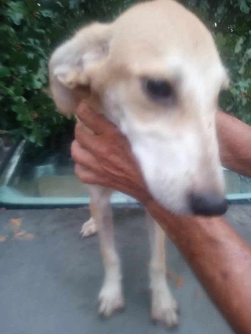 Khaleesi thumbnail 3