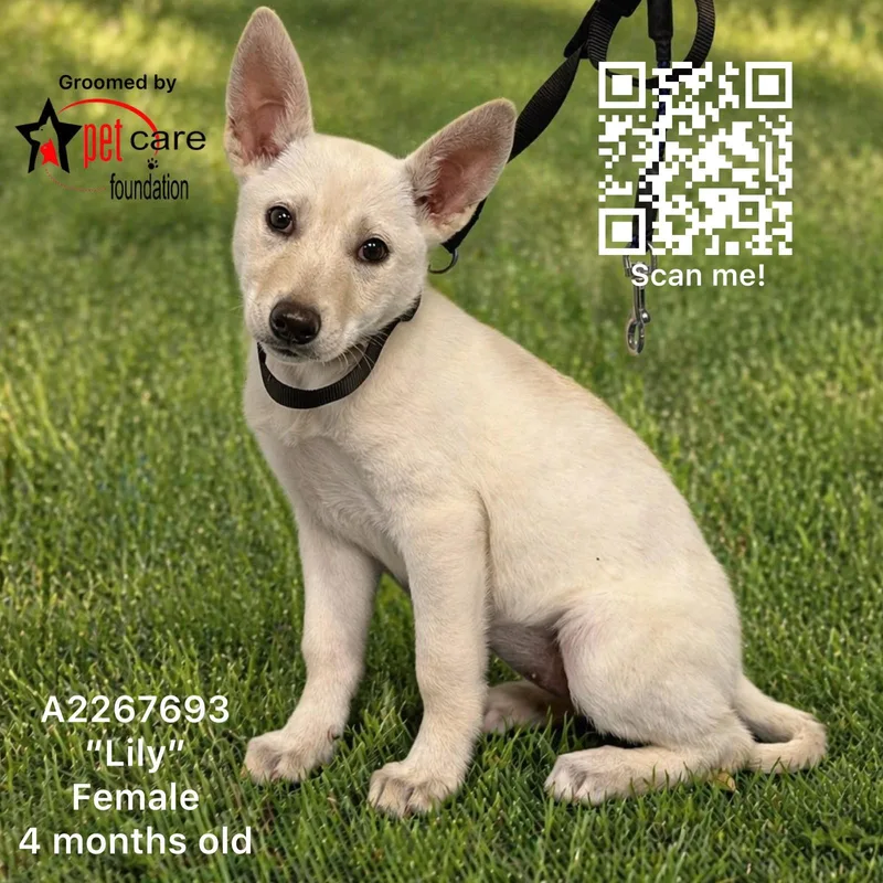 A baby small-sized female Mixed Breed dog named Lily for adoption in Los Angeles, CA