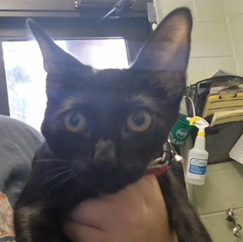 A baby small-sized male Domestic Short Hair cat named Sabbath for adoption in Tulsa, OK