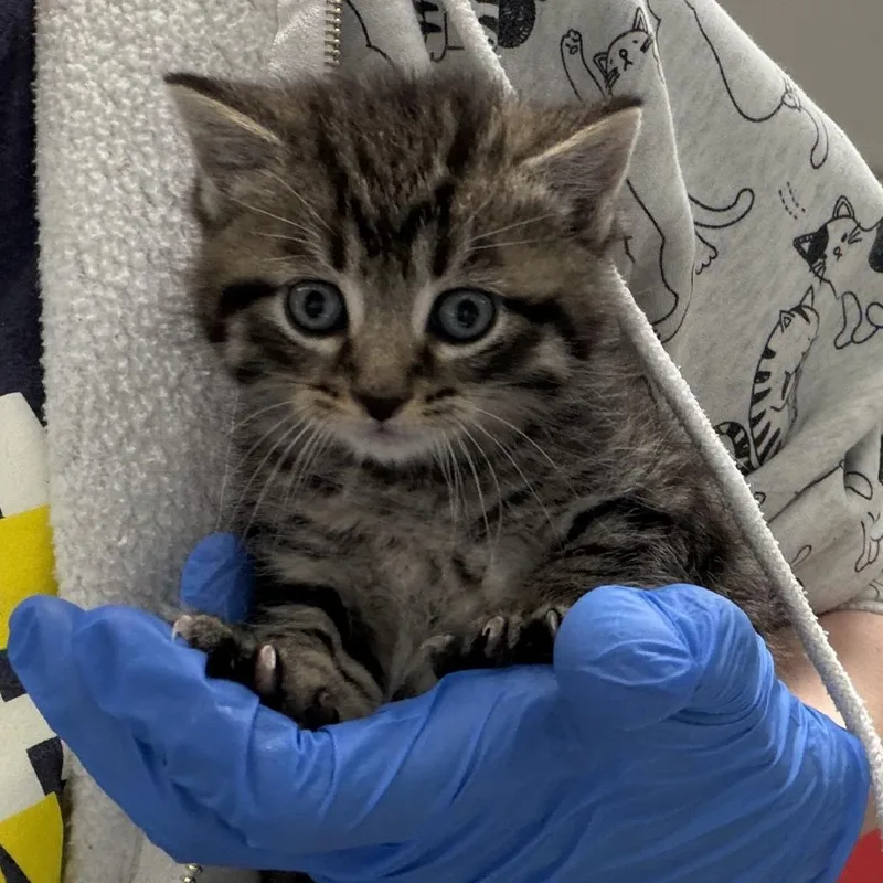 A baby small-sized male Brown / Chocolate Domestic Short Hair cat named Anakin for adoption in Indianapolis, IN
