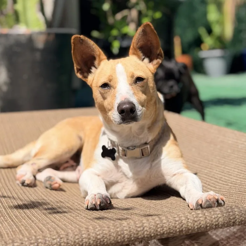 An adult small-sized female White / Cream Cardigan Welsh Corgi dog named Aria for adoption in Escondido, CA