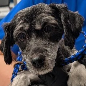 A senior small-sized female Gray / Blue / Silver Mixed Breed dog named Winifred for adoption in Greenville, SC