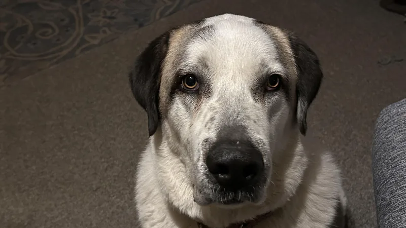 Rex Jamestown  Ky thumbnail 3