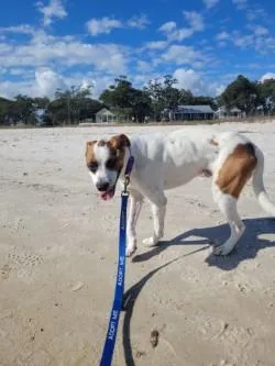 An adult medium-sized male Mixed Breed dog named Spots for adoption in New Orleans, LA