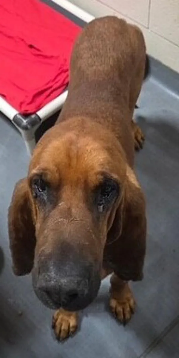 An adult extra large-sized male Bloodhound dog named Copper for adoption in Dallas, GA