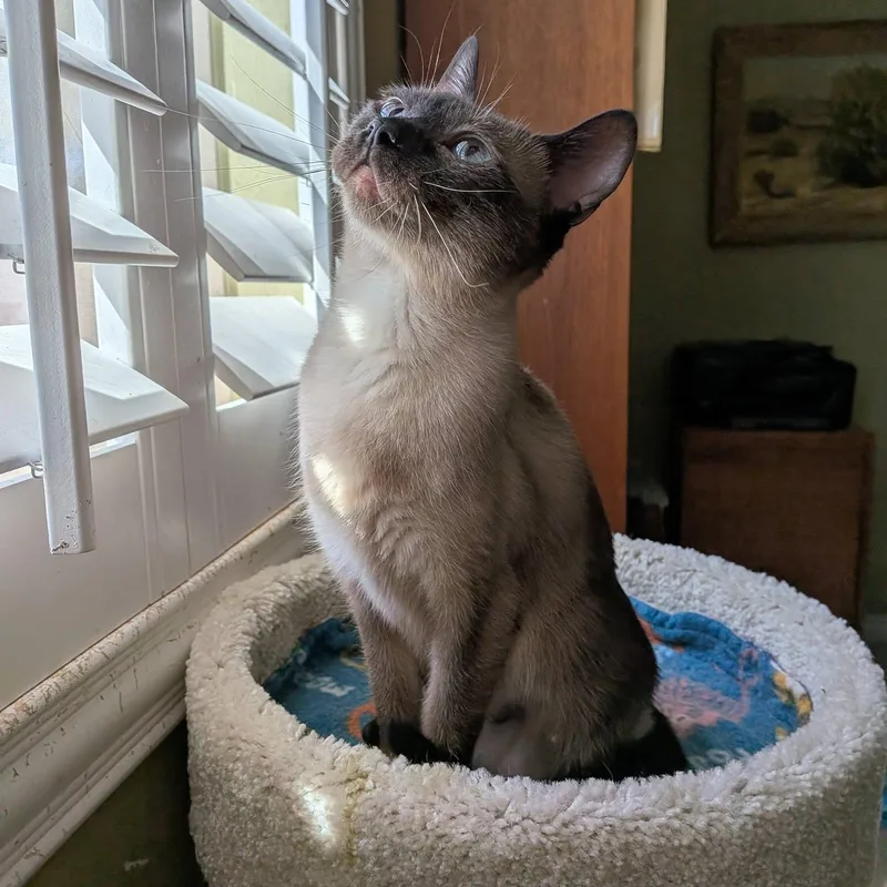 Elizabeth thumbnail 2