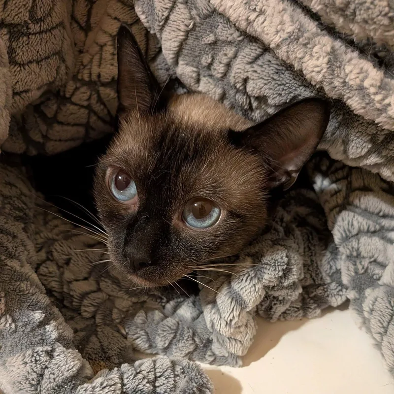 Elizabeth thumbnail 4