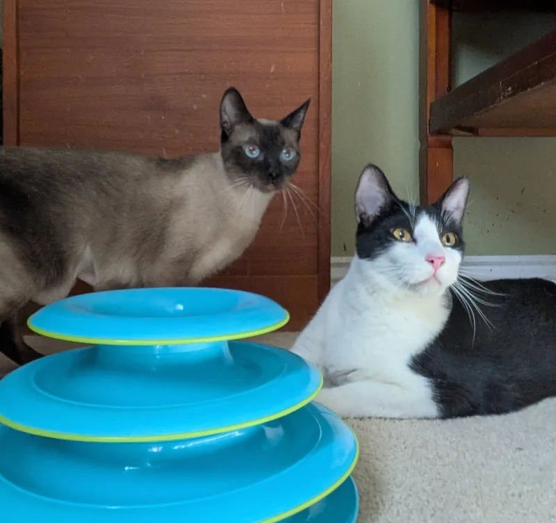 Elizabeth thumbnail 5