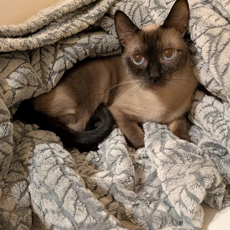 Elizabeth thumbnail 6