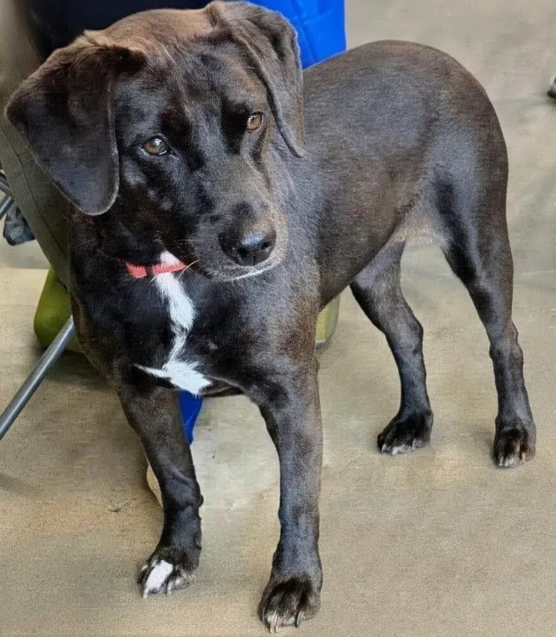 An adult small-sized female Tricolor (Brown, Black, & White) Mixed Breed dog named Midnight for adoption in Barnesville, GA