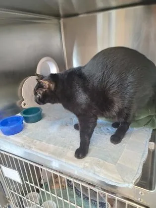 A baby small-sized male Domestic Short Hair cat named Taurus for adoption in Fergus Falls, MN