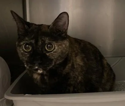 An adult large-sized female Domestic Short Hair cat named Garland for adoption in Seattle, WA