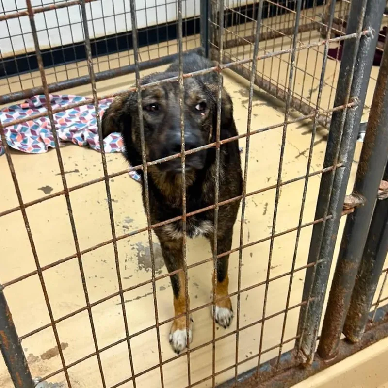 A young large-sized male Black Dutch Shepherd dog named Bonsai for adoption in Minneapolis, MN