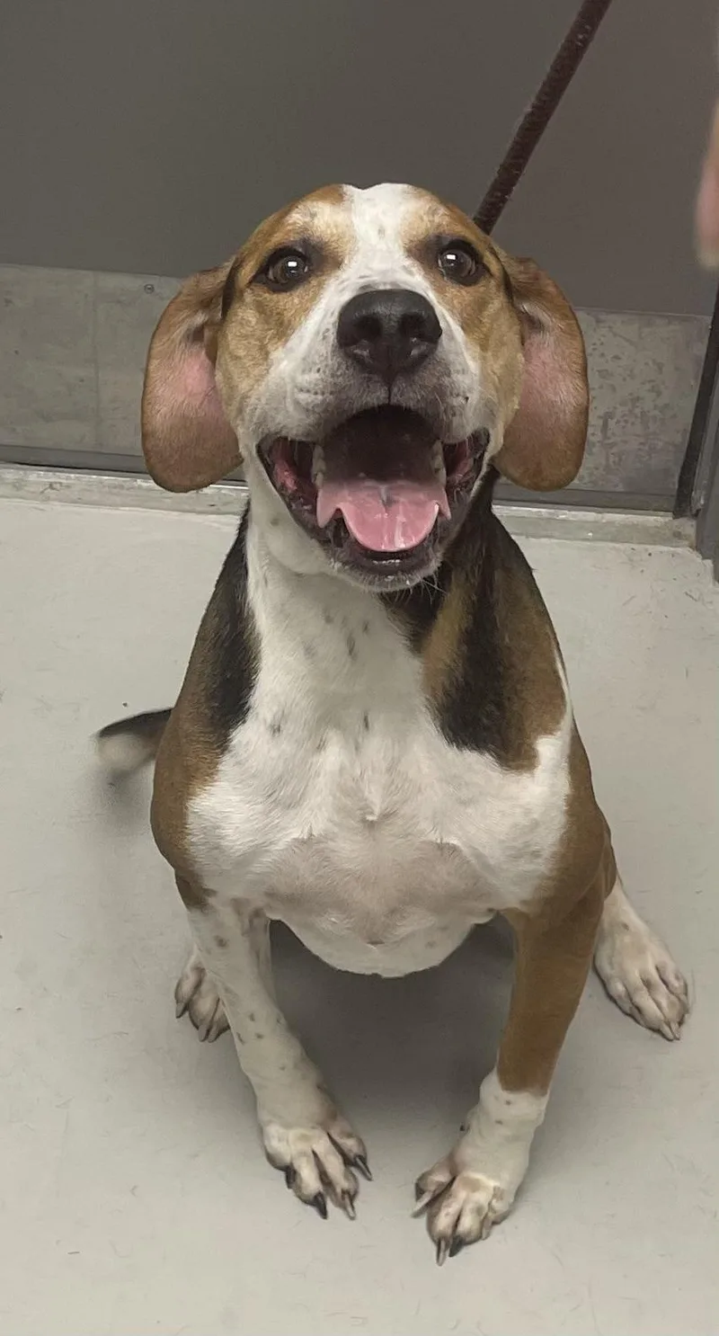 An adult large-sized male Tricolor (Brown, Black, & White) Treeing Walker Coonhound dog named Howie for adoption in Danville, IN