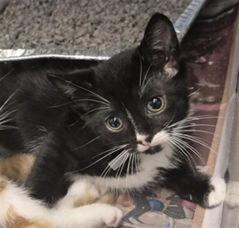 A baby small-sized female Domestic Short Hair cat named Debbie for adoption in Houston, TX