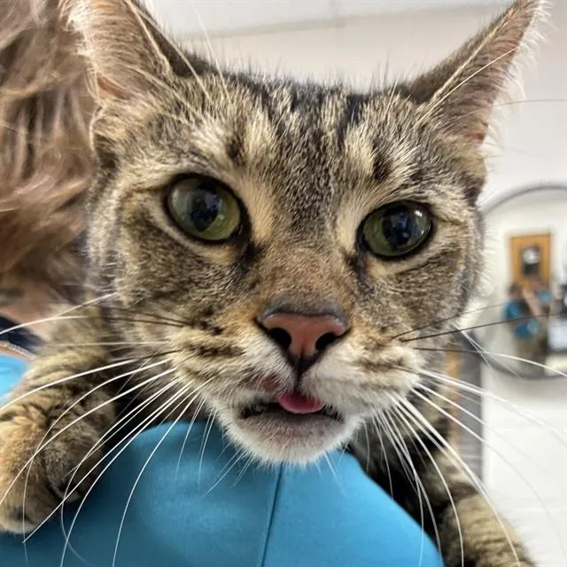 An adult medium-sized female Domestic Short Hair cat named Debbie for adoption in Naples, FL