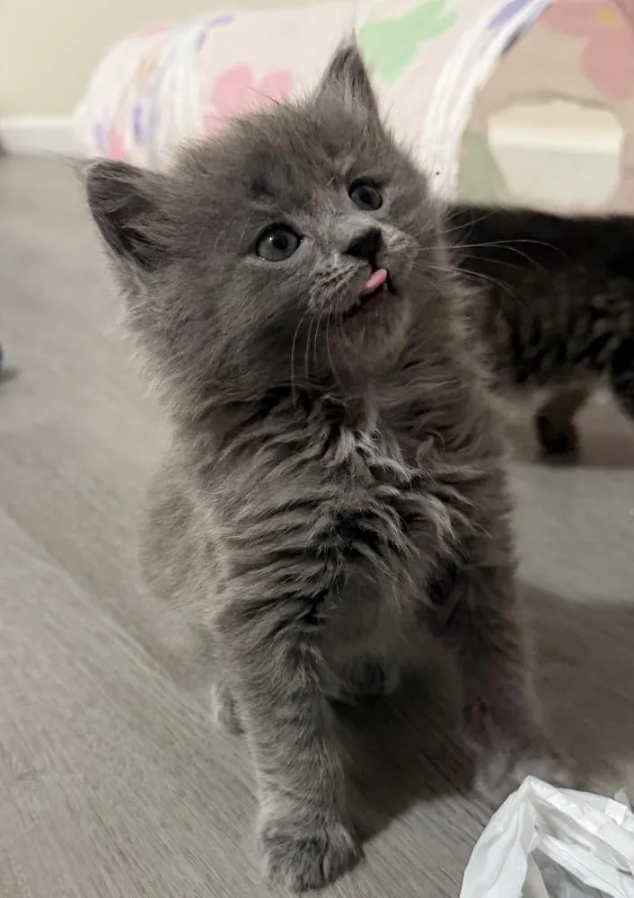 A baby small-sized male Gray / Blue / Silver Domestic Long Hair cat named Twinkie for adoption in Martinsburg, WV