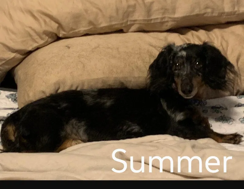 A senior medium-sized female Dachshund dog named Summer for adoption in Sioux Falls, SD
