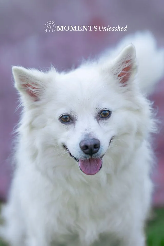 An adult medium-sized male White / Cream American Eskimo Dog dog named Bear for adoption in Myakka City, FL