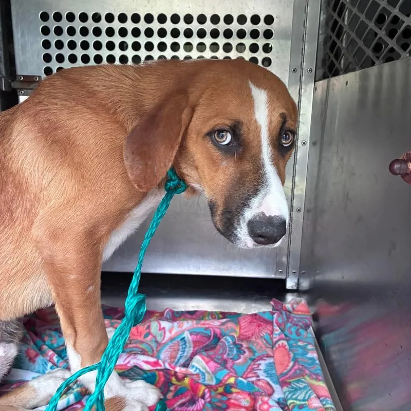 A young medium-sized male Yellow / Tan / Blond / Fawn Mixed Breed dog named Forrest Gump for adoption in Leander, TX