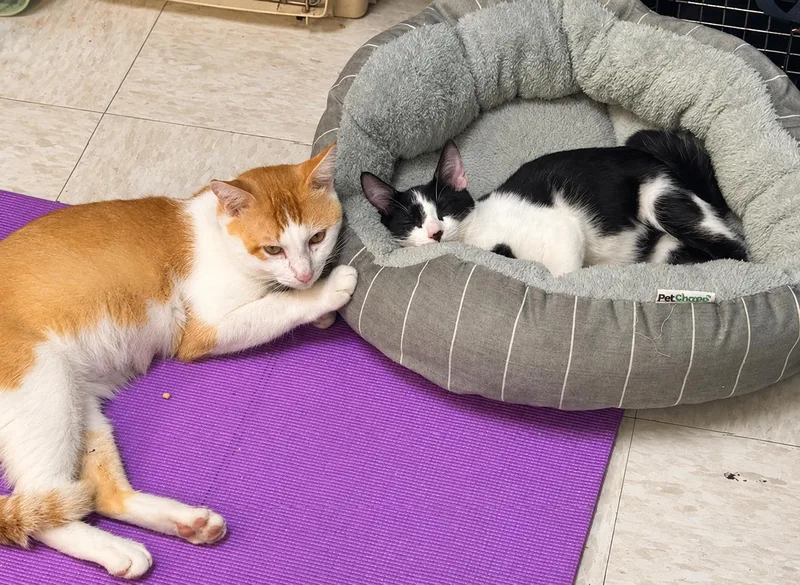 A young medium-sized male American Shorthair cat named Mather Redrock for adoption in Homestead, FL