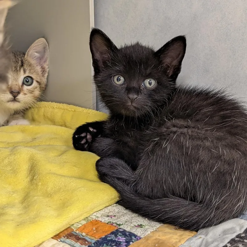 A baby small-sized male Black Domestic Short Hair cat named Kings for adoption in Buchanan Dam, TX