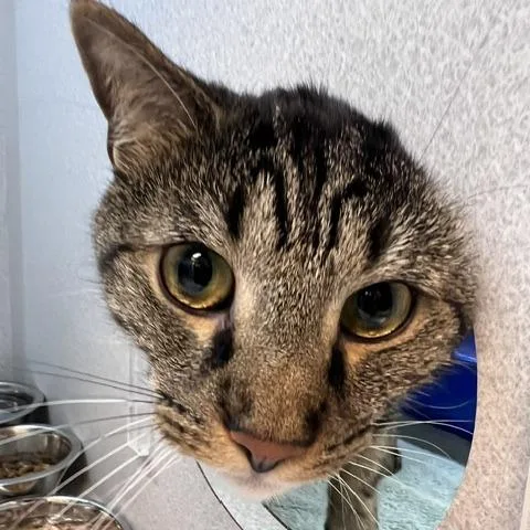 An adult large-sized male Brown / Chocolate Domestic Short Hair cat named Leo for adoption in Pittsburgh, PA