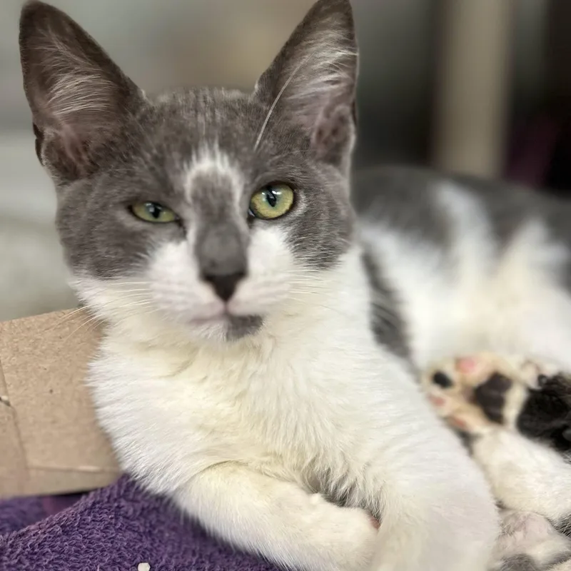 A baby medium-sized male Gray & White Domestic Short Hair cat named Spock for adoption in St. Augustine, FL