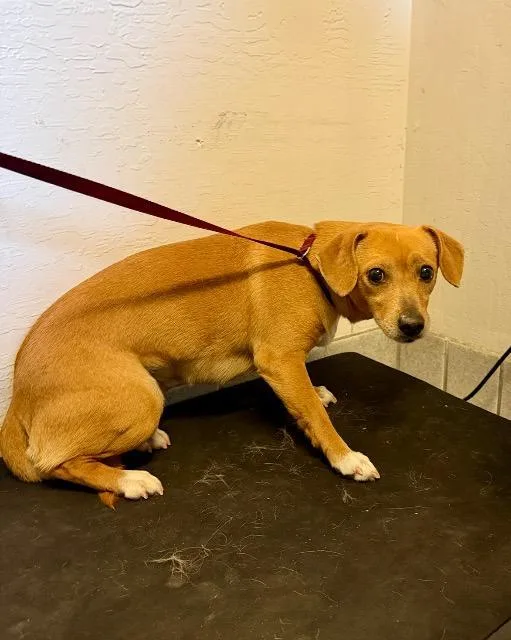 A young small-sized female Chihuahua dog named Florian for adoption in Reno, NV