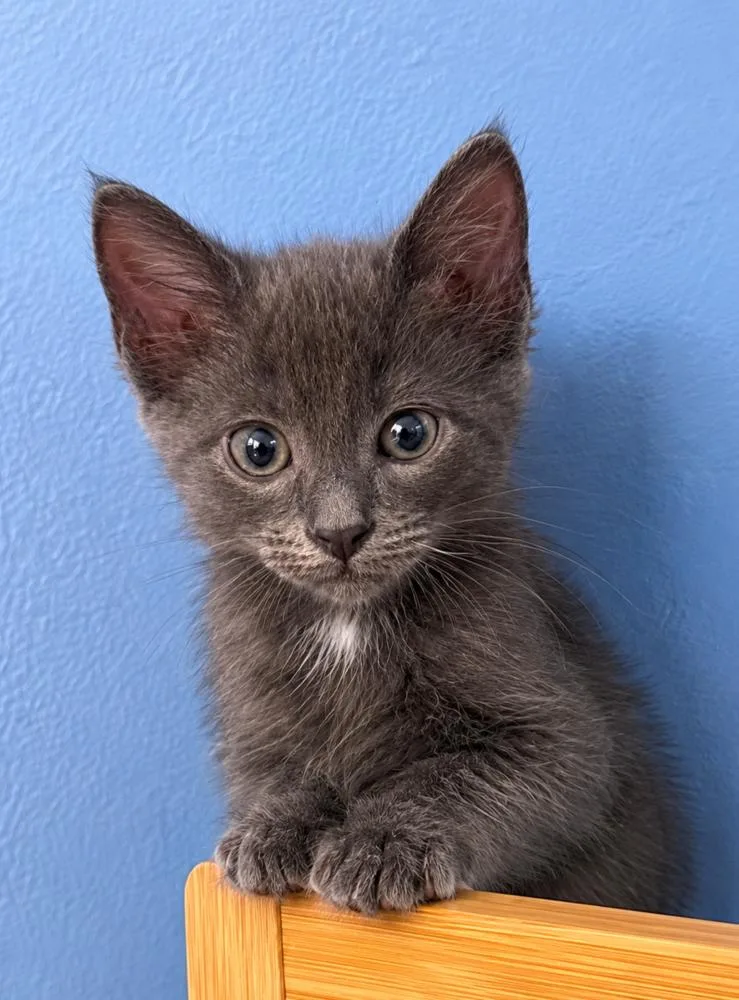 A baby small-sized male Gray / Blue / Silver Domestic Medium Hair cat named Korg for adoption in Homer Glen, IL