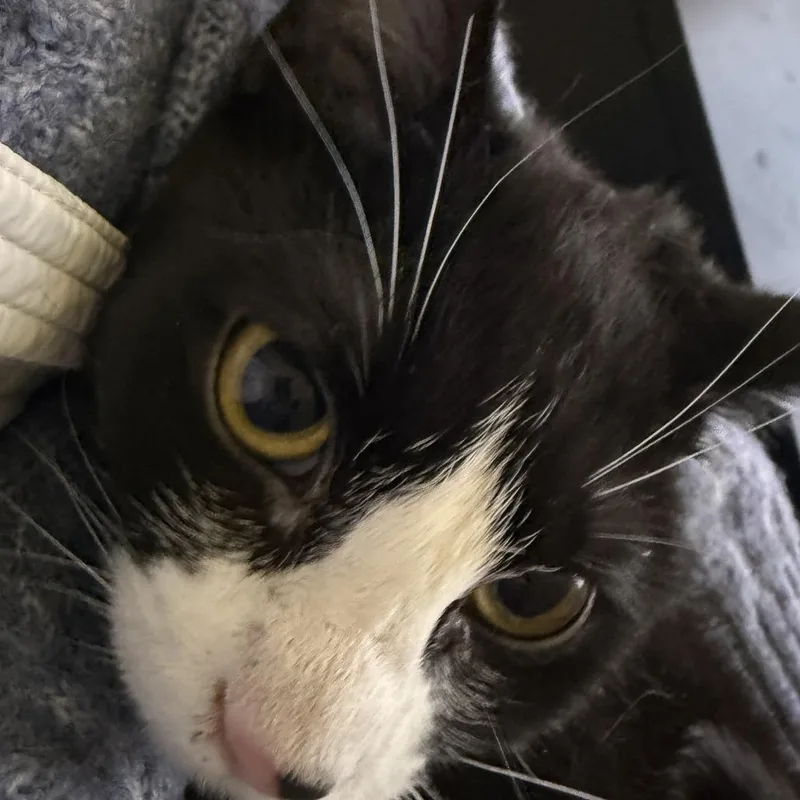 Cookies & Cream thumbnail 2