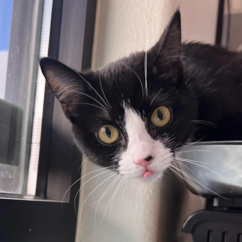 Cookies & Cream thumbnail 3