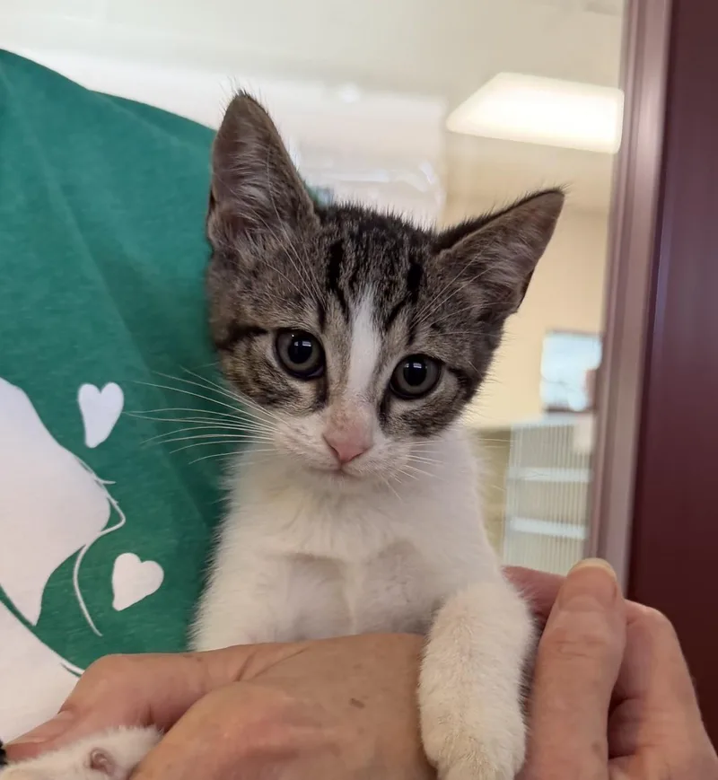 A baby medium-sized female Brown / Chocolate Domestic Short Hair cat named Willow for adoption in Slidell, LA