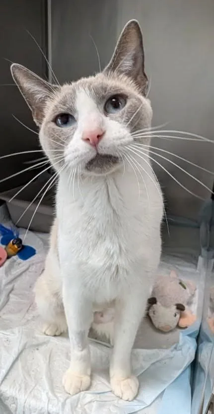 An adult medium-sized female White Siamese cat named Morgana for adoption in Yorkville, IL