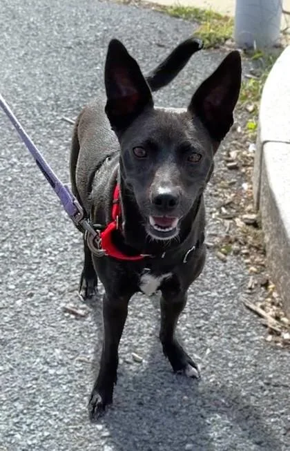 An adult medium-sized female Feist dog named Lola for adoption in Washington, DC