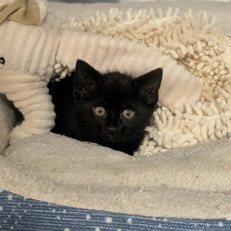 Licorice