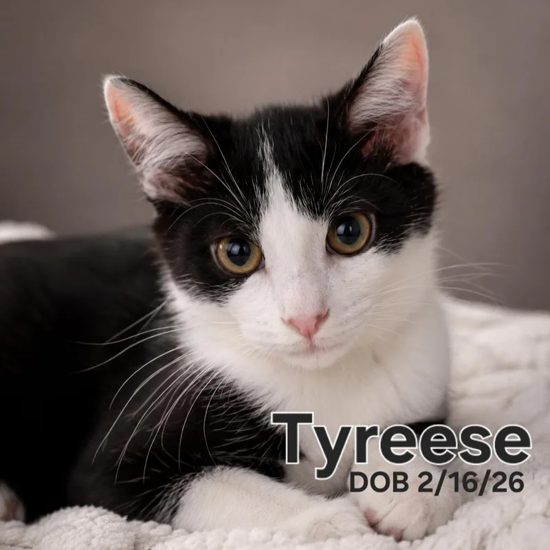 Tyreese