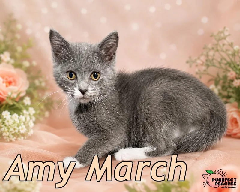 A baby medium-sized female Domestic Short Hair cat named Amy March for adoption in Douglasville, GA