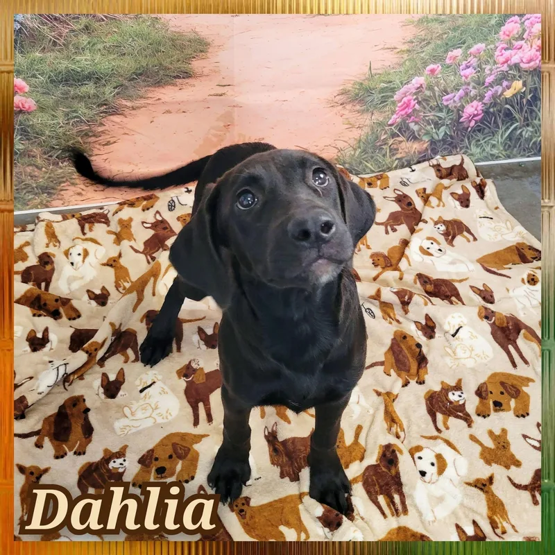 A young medium-sized female Black Labrador Retriever dog named Dahlia for adoption in Daingerfield, TX