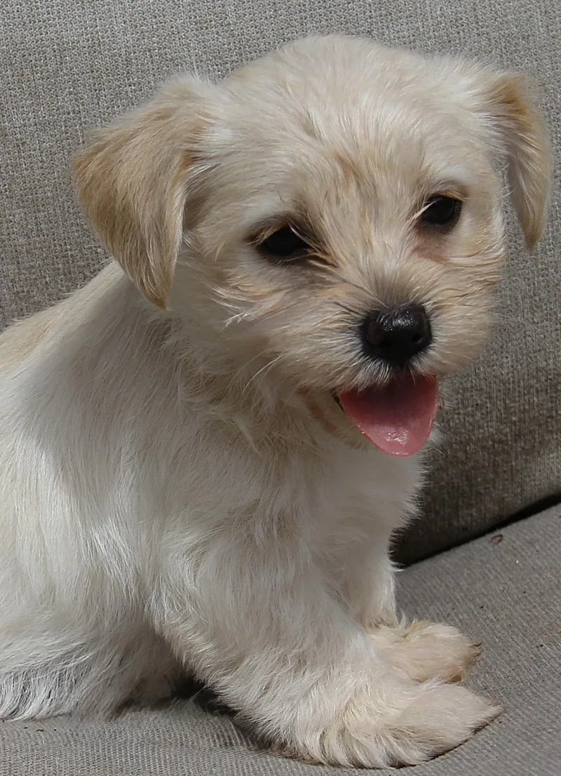 A baby small-sized male White / Cream Shih Tzu dog named Mateo for adoption in Monroe, NC