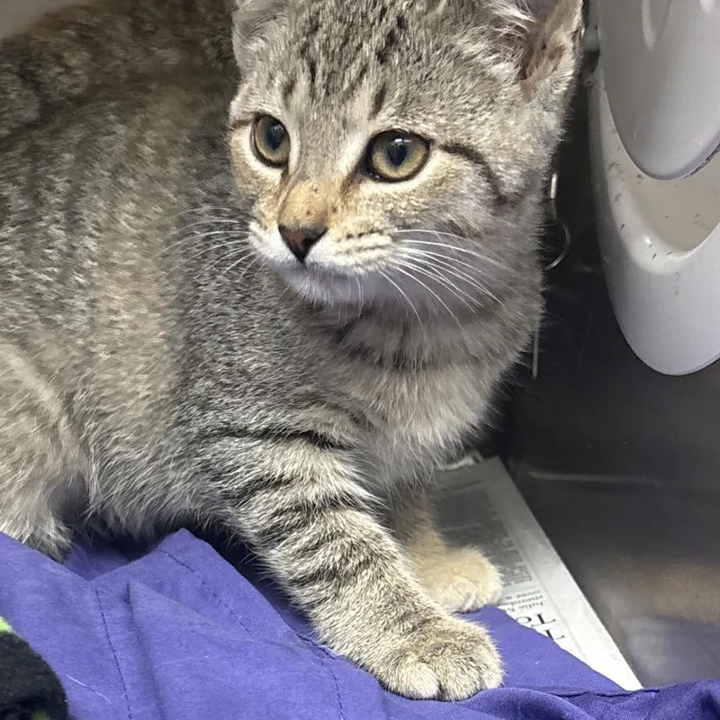 A baby small-sized female Brown / Chocolate Domestic Short Hair cat named Mojito for adoption in Philadelphia, PA