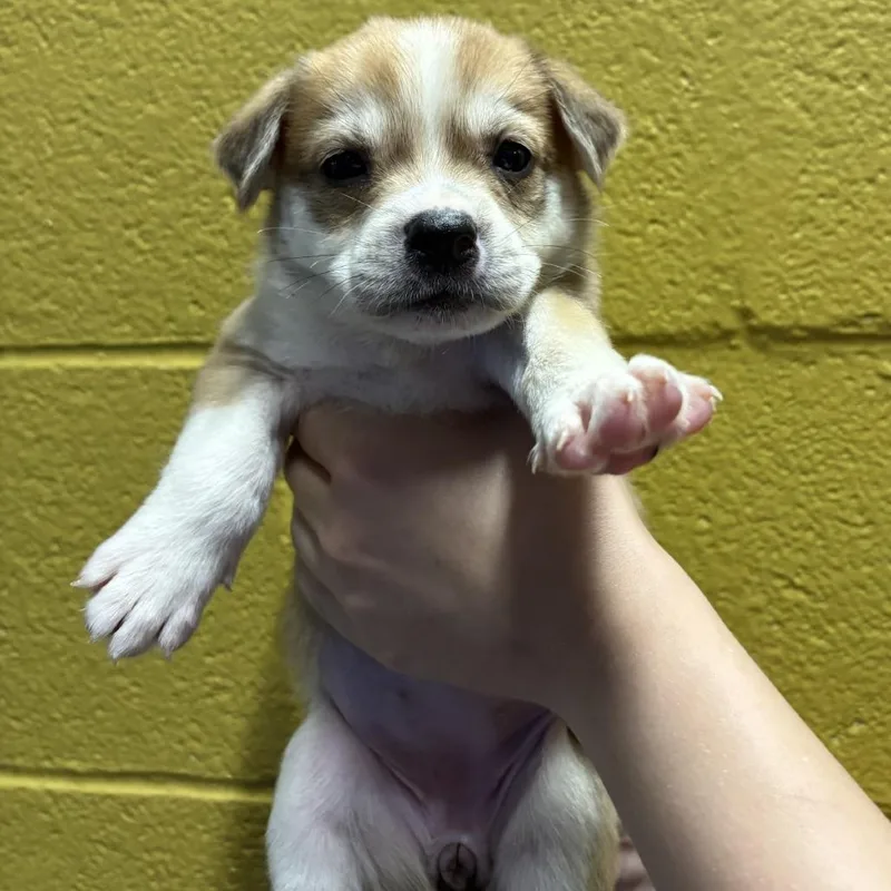 A baby medium-sized female Australian Shepherd dog named Eleanor for adoption in Hughesville, MD