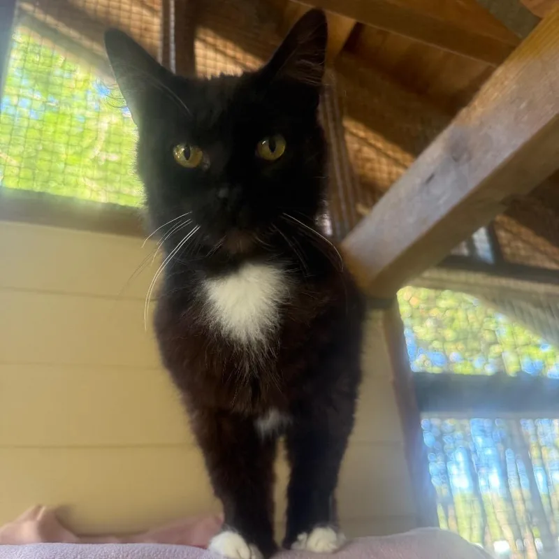 A senior small-sized female Black Domestic Short Hair cat named Gidget FKA Moura for adoption in Fort Bragg, CA