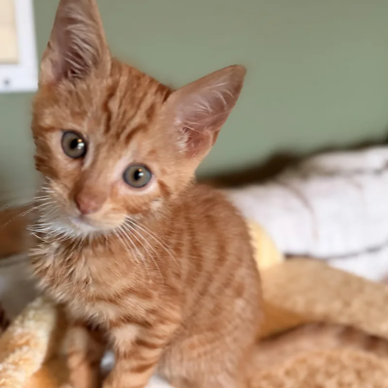 Cheddar thumbnail 3
