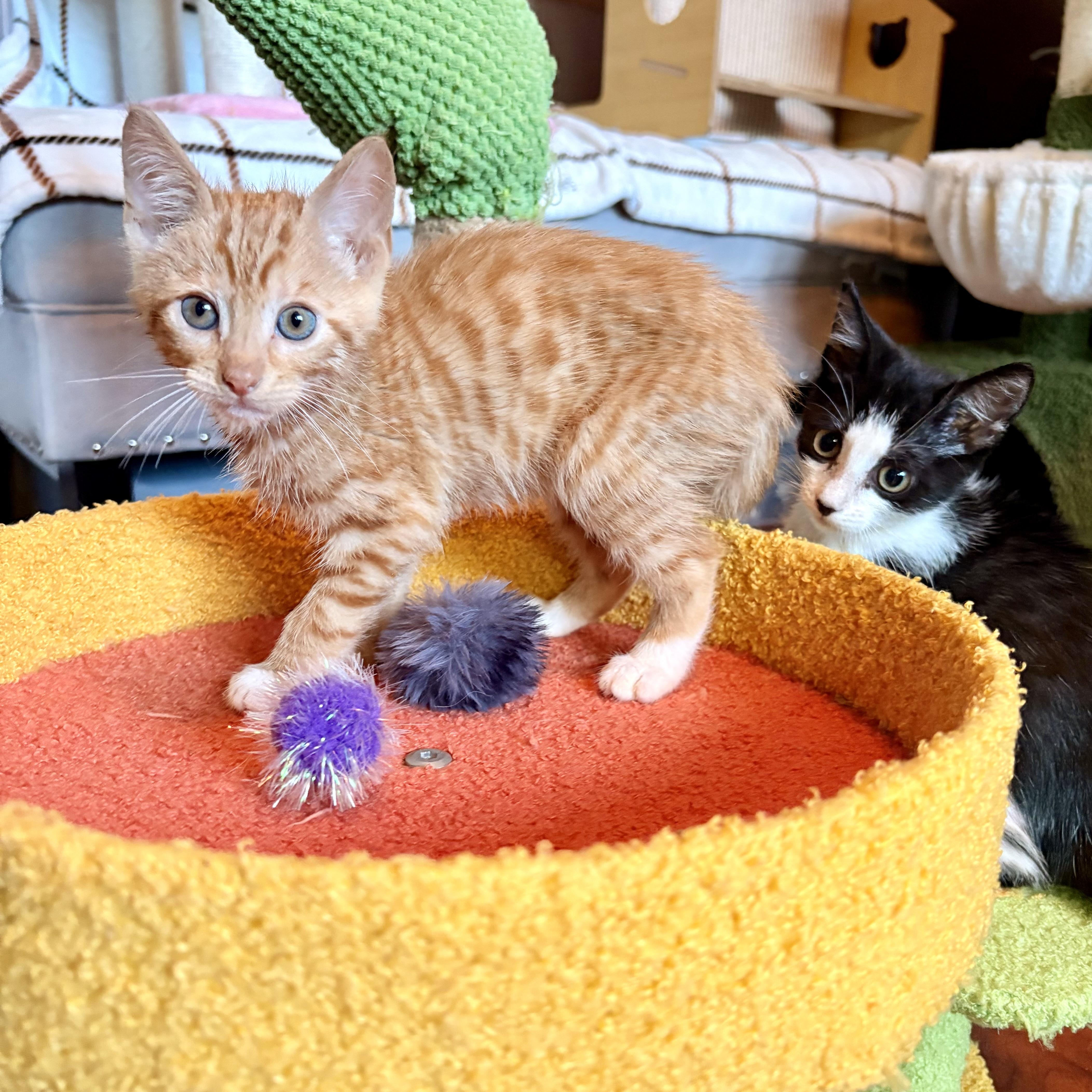 Cheddar thumbnail 5