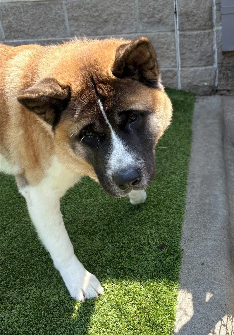An adult large-sized male Tricolor (Brown, Black, & White) Akita dog named Sir Albert for adoption in Allen, TX